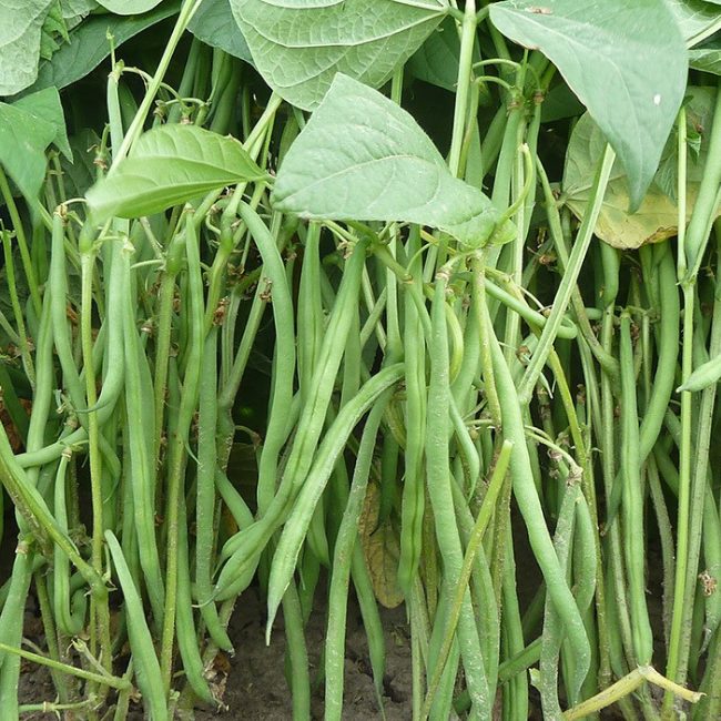 Dwarf French Bean Compass Seed Patch