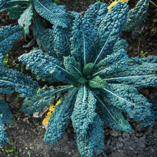 Kale Nero di Toscana Seed Patch