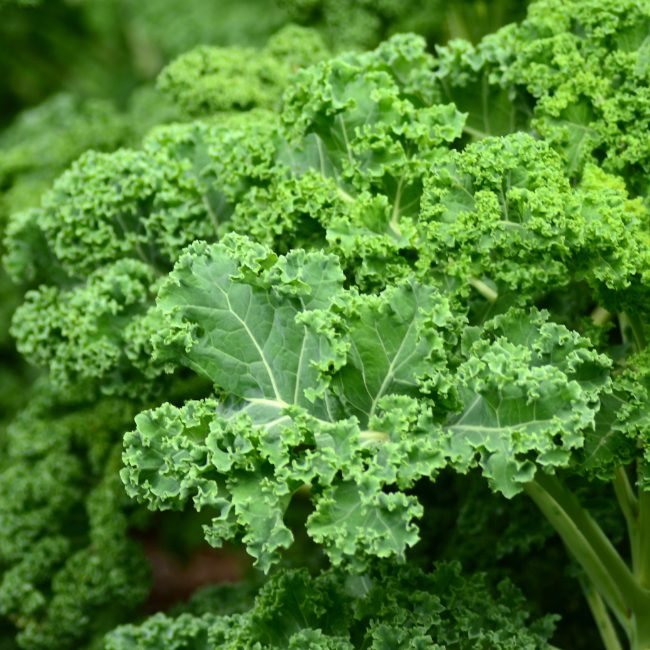 Kale Westland Winter Seed Patch