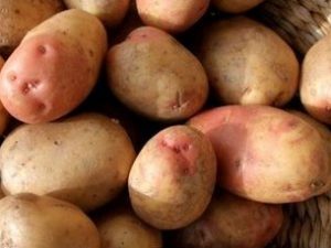 King Edward Seed Potatoes
