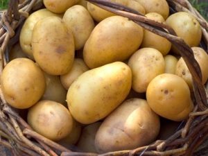 Duke of York Seed Potatoes