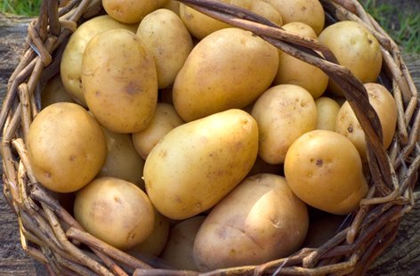 Duke of York Seed Potatoes