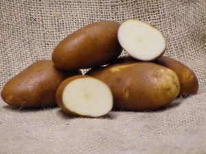 Golden Wonder Seed Potatoes