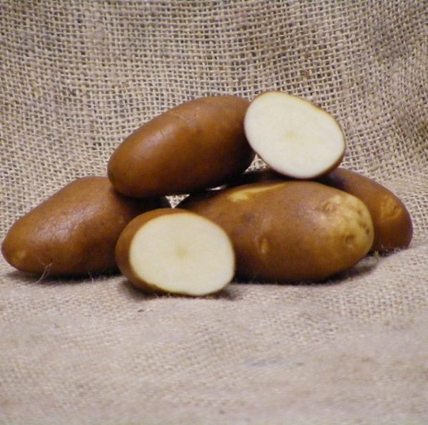 Golden Wonder Seed Potatoes