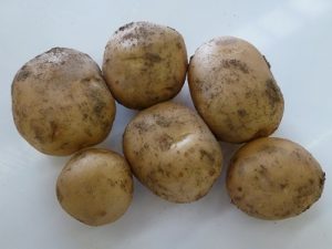 BLEUET Seed Potatoes - Patch