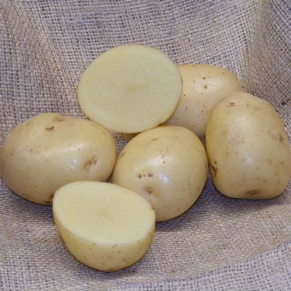 Sharpe’s Express Seed Potatoes