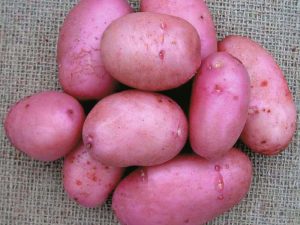 Sarpo Mira Seed Potatoes
