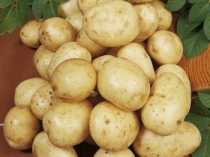 Navan Seed Potatoes
