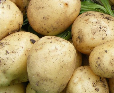 Sunbeam Seed Potatoes
