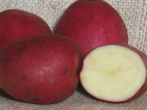 Red Duke of York Seed Potatoes