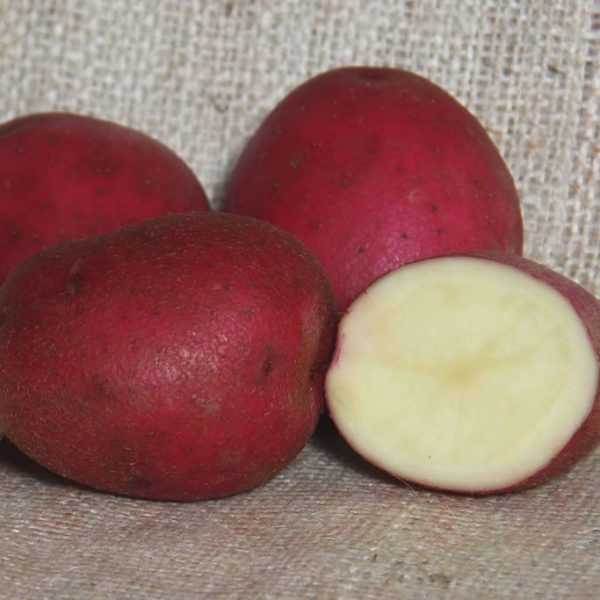 Red Duke of York Seed Potatoes