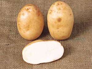 Maris Bard Seed Potatoes