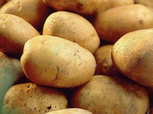 Record Seed Potatoes