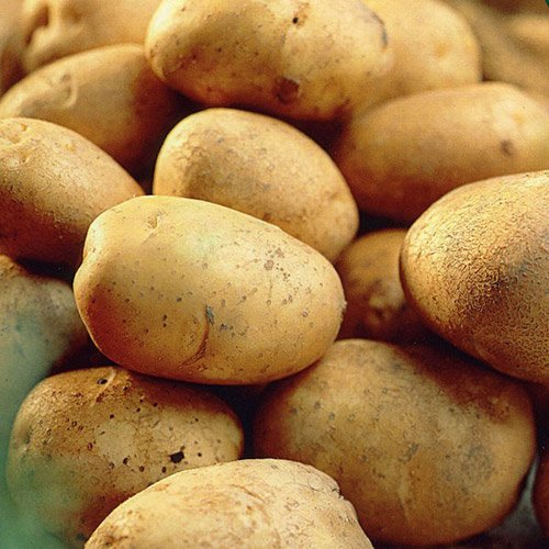 Record Seed Potatoes