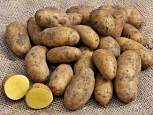 Mayan Gold Seed Potatoes