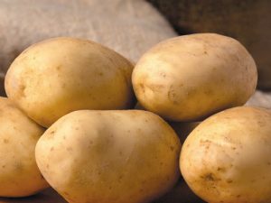 Maris Piper Seed Potatoes