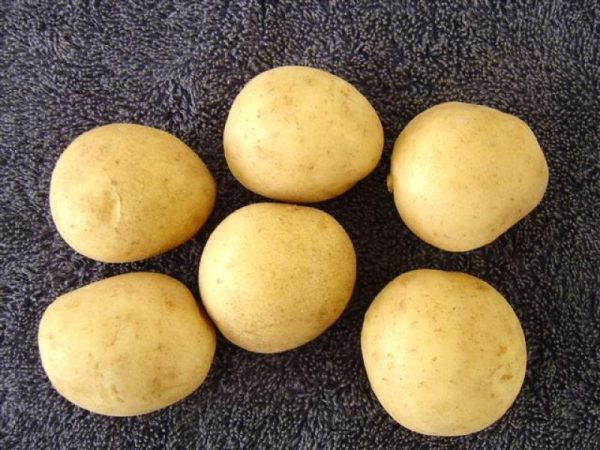 Avalanche Seed Potatoes