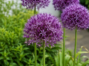 Christophii Allium Bulbs – Premium 12/14 Spring Flowering Bulbs