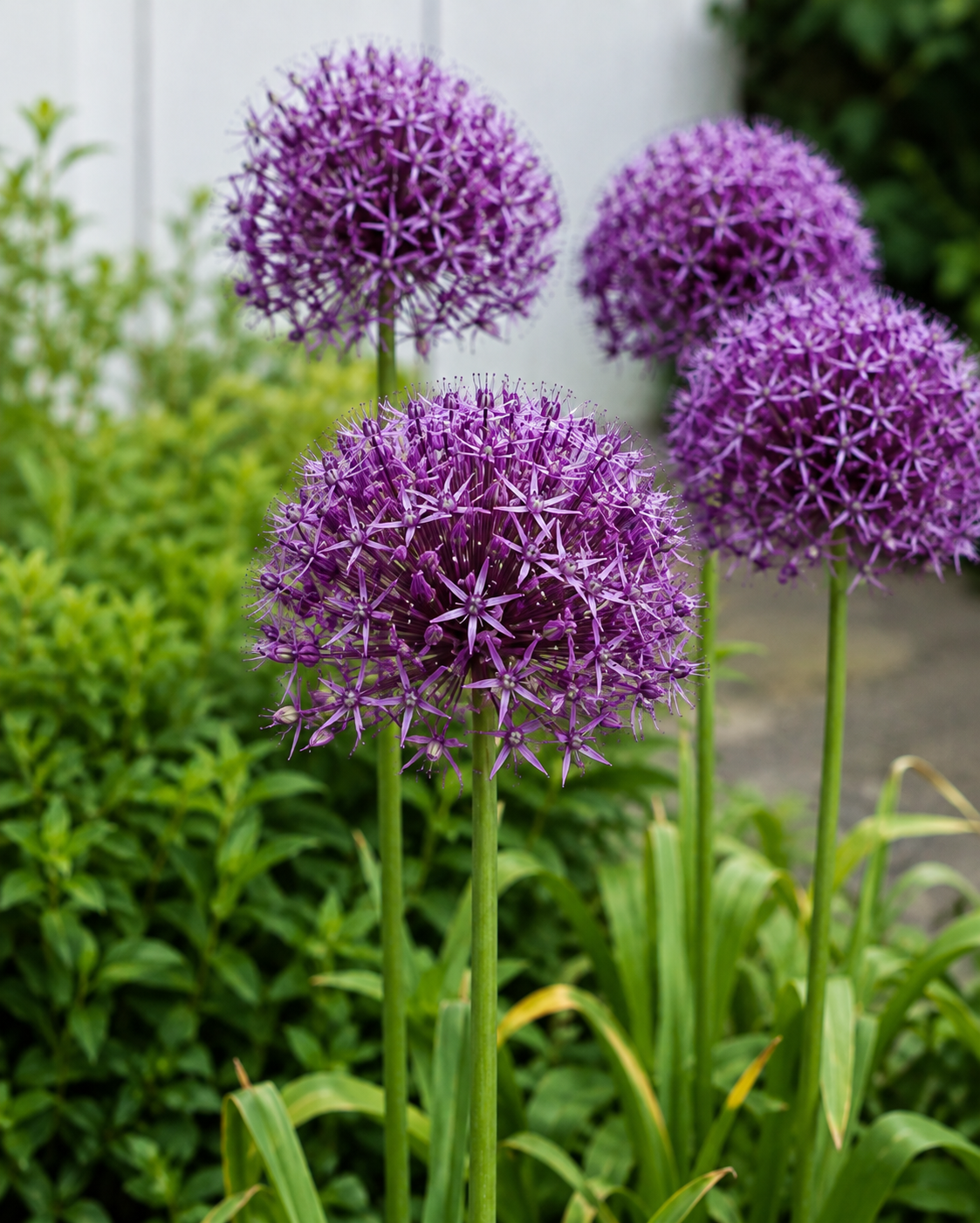 Christophii Allium Bulbs – Premium 12/14 Spring Flowering Bulbs