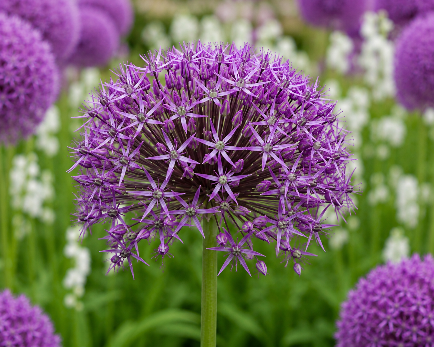 Christophii Allium Bulbs – Premium 12/14 Spring Flowering Bulbs - Image 2