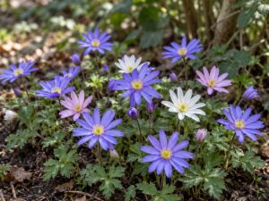 Blanda Anemone Bulbs – Premium 5/6 Spring Flowering Bulbs