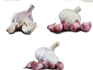 Autumn Planting Garlic Selection Pack – Kingsman Maddock & Carcassonne - 6 or 9 Bulb Pack