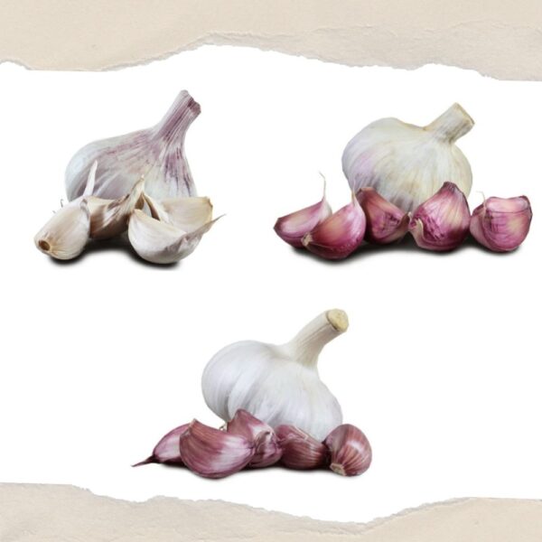 Autumn Planting Garlic Selection Pack – Kingsman Maddock & Carcassonne - 6 or 9 Bulb Pack