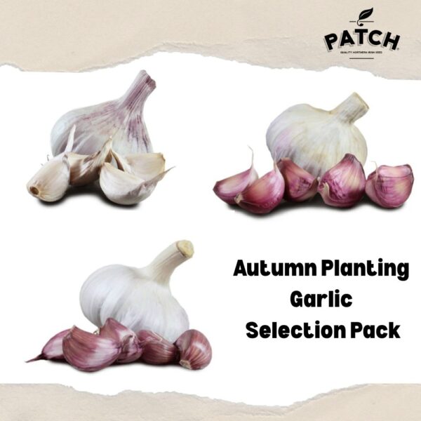 Autumn Planting Garlic Selection Pack – Kingsman Maddock & Carcassonne - 6 or 9 Bulb Pack - Image 2