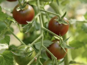 Cherry Tomato: Black Cherry Organic Seed