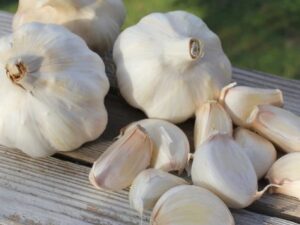 Carcassonne Wight Garlic Bulbs | Hardneck
