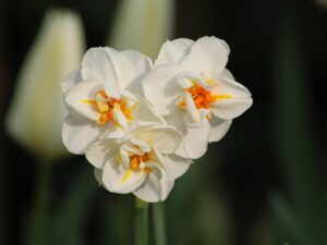 Sir Winston Churchill Daffodil Bulbs â Premium 12/14 Spring Flowering Bulbs
