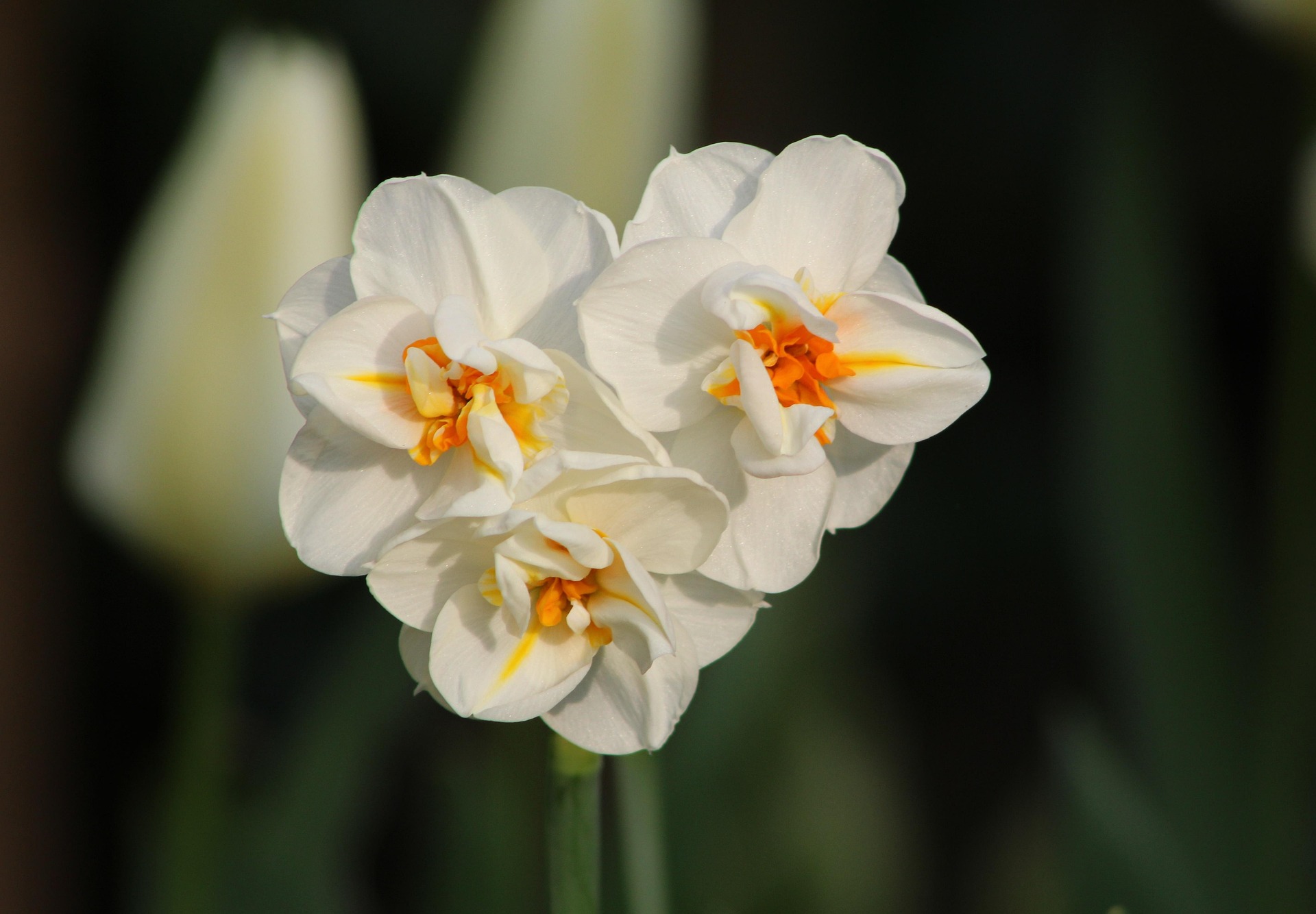 Sir Winston Churchill Daffodil Bulbs – Premium 12/14 Spring Flowering Bulbs