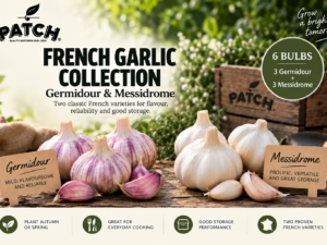 French Garlic Collection – Germidour & Messidrome – 6 Bulbs