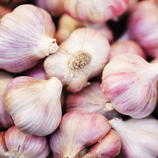 Germidour Garlic Bulbs – Premium Autumn Planting French Garlic (3, 6 or 10 Bulb Packs) - Image 4