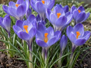 Grand Maître Crocus Bulbs – Premium 8/9 Spring Flowering Bulbs