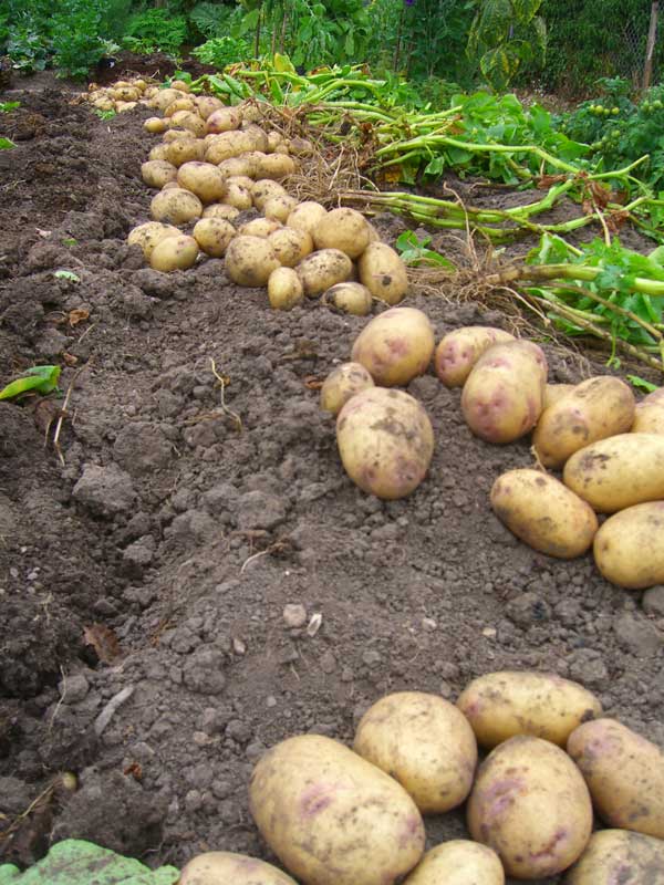 Freshly lifted potatoes laid beside their plants on garden soil