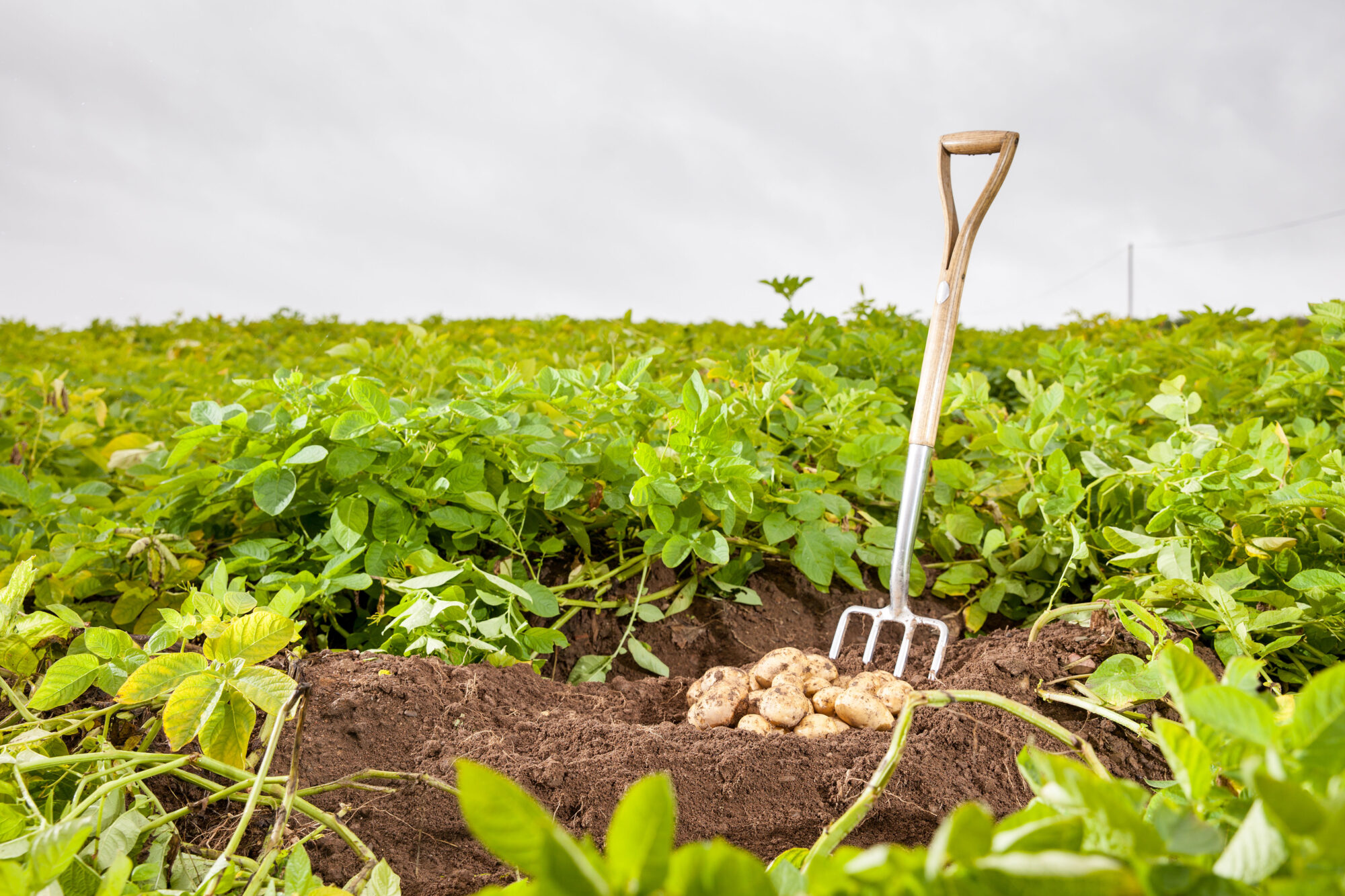 Potato crop growing in Northern Ireland