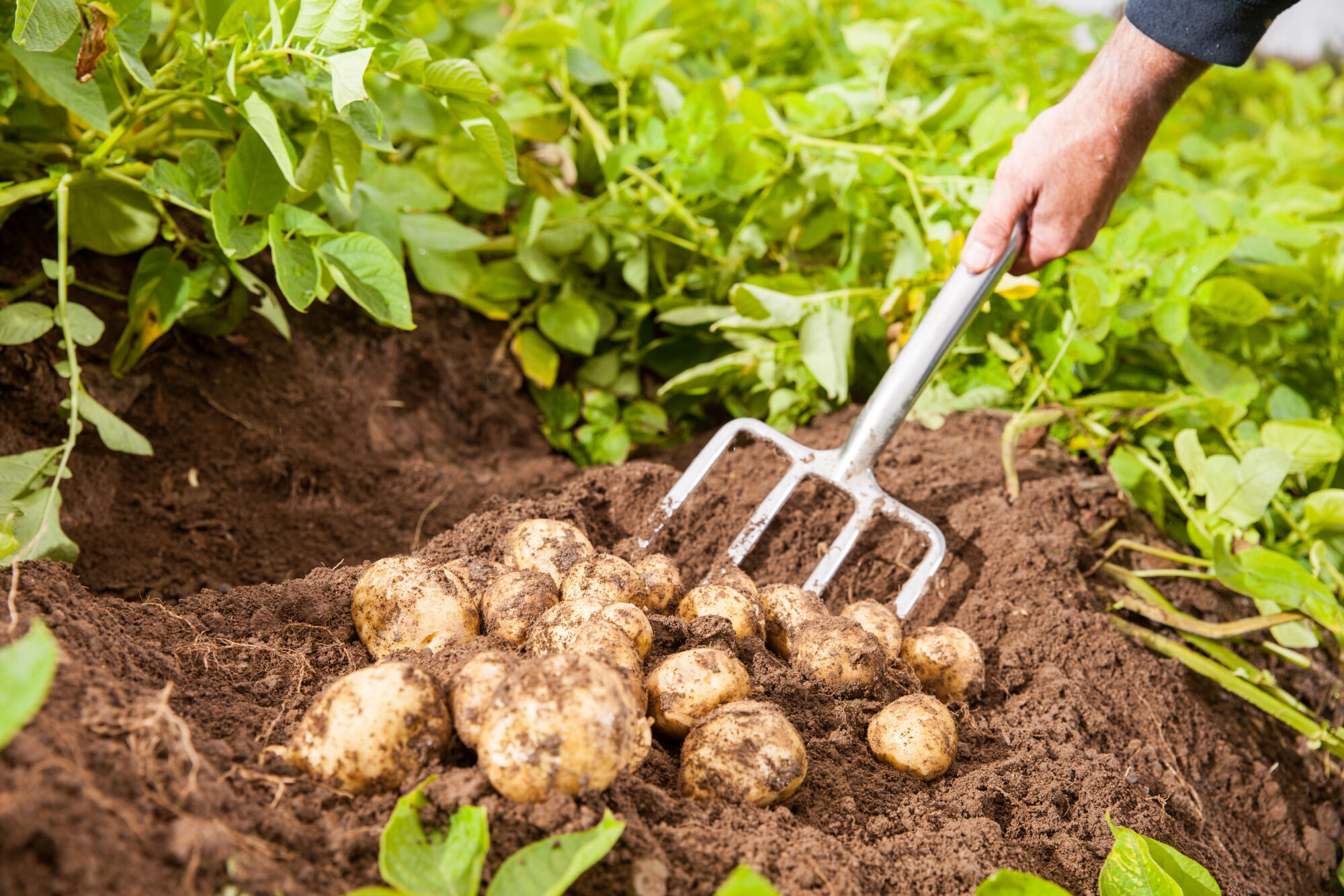 Freshly harvested potatoes at our family potato business in Northern Ireland