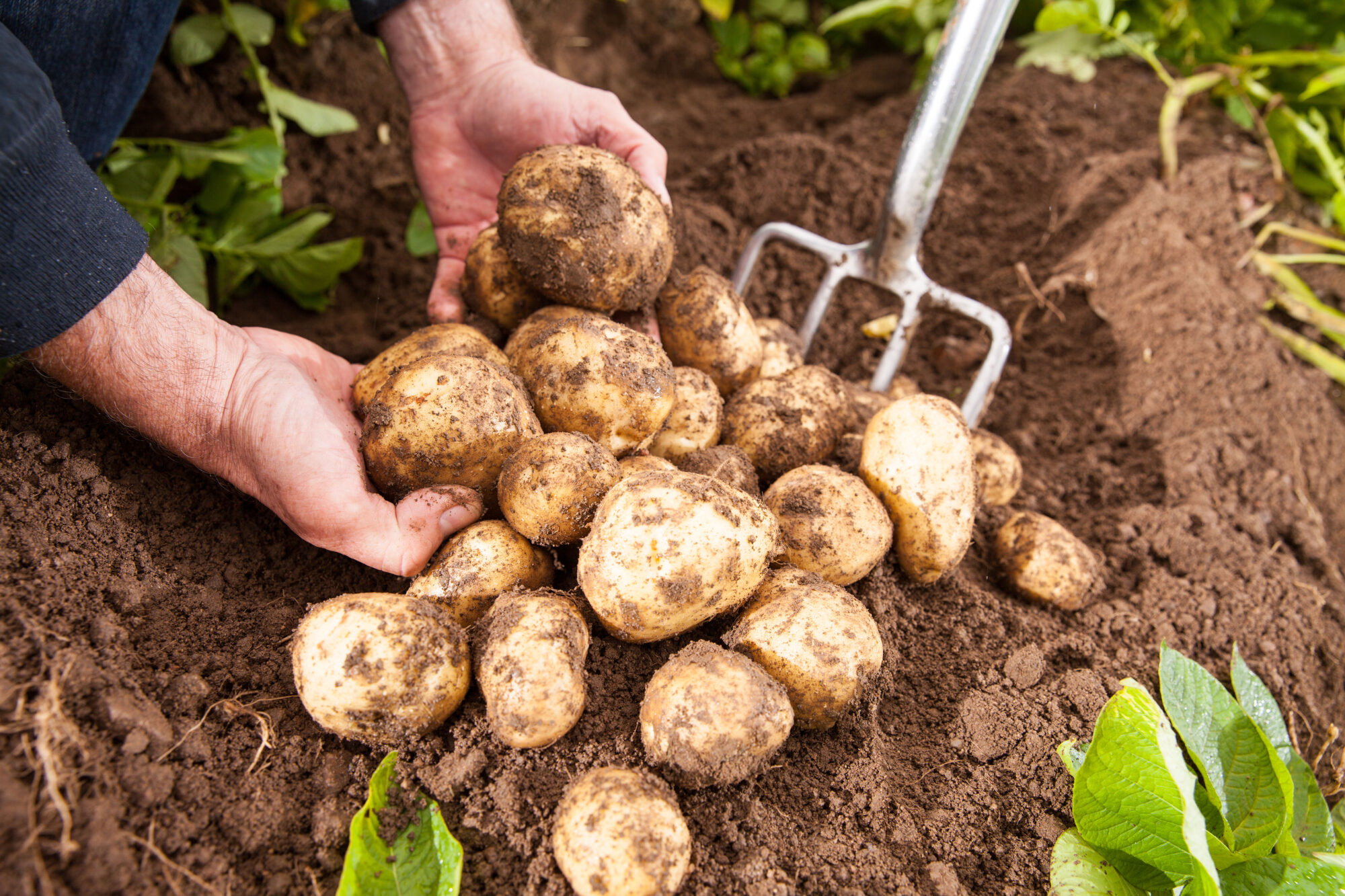 Freshly harvested potatoes from our family potato business in Northern Ireland