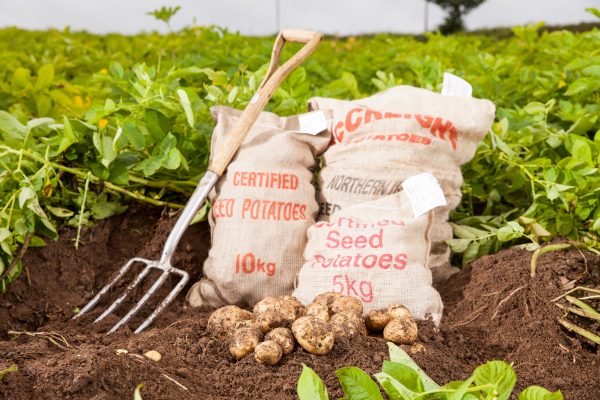 SEED POTATOES