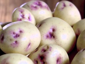 Kestrel Seed Potatoes
