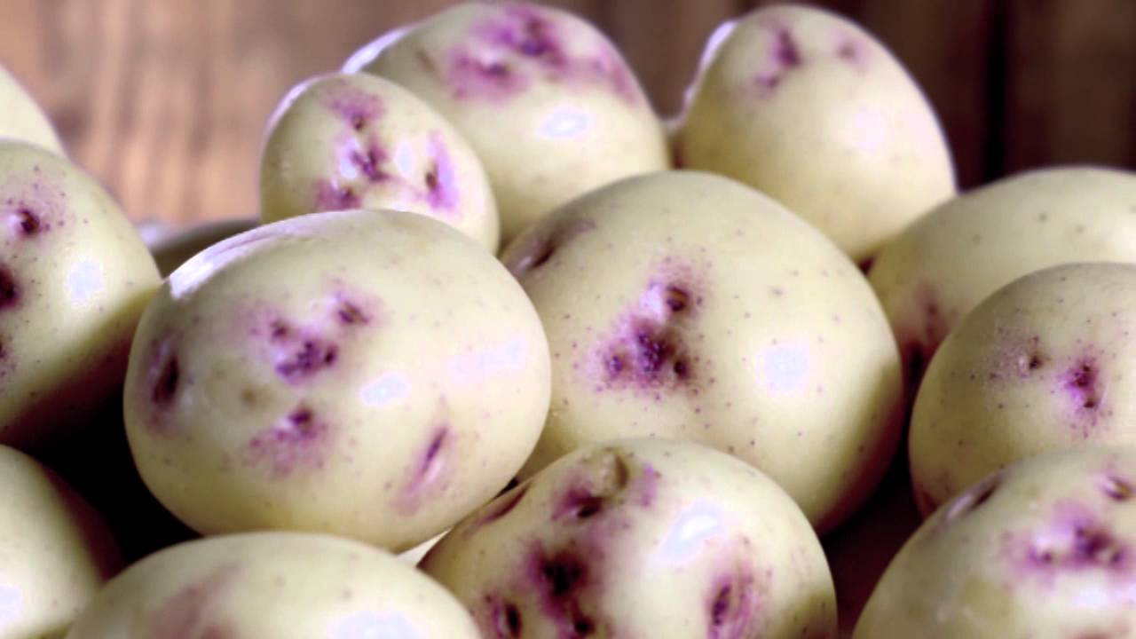 Kestrel Seed Potatoes