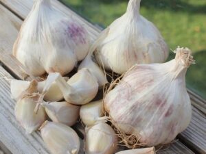 Maddock Wight® Garlic Bulbs | Softneck