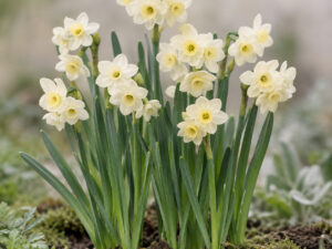 Minnow Daffodil Bulbs