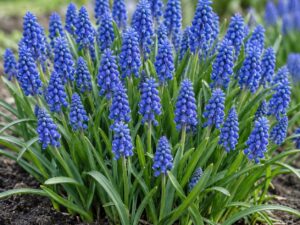 Armeniacum Muscari Bulbs – Premium 7/8 Spring Flowering Bulbs
