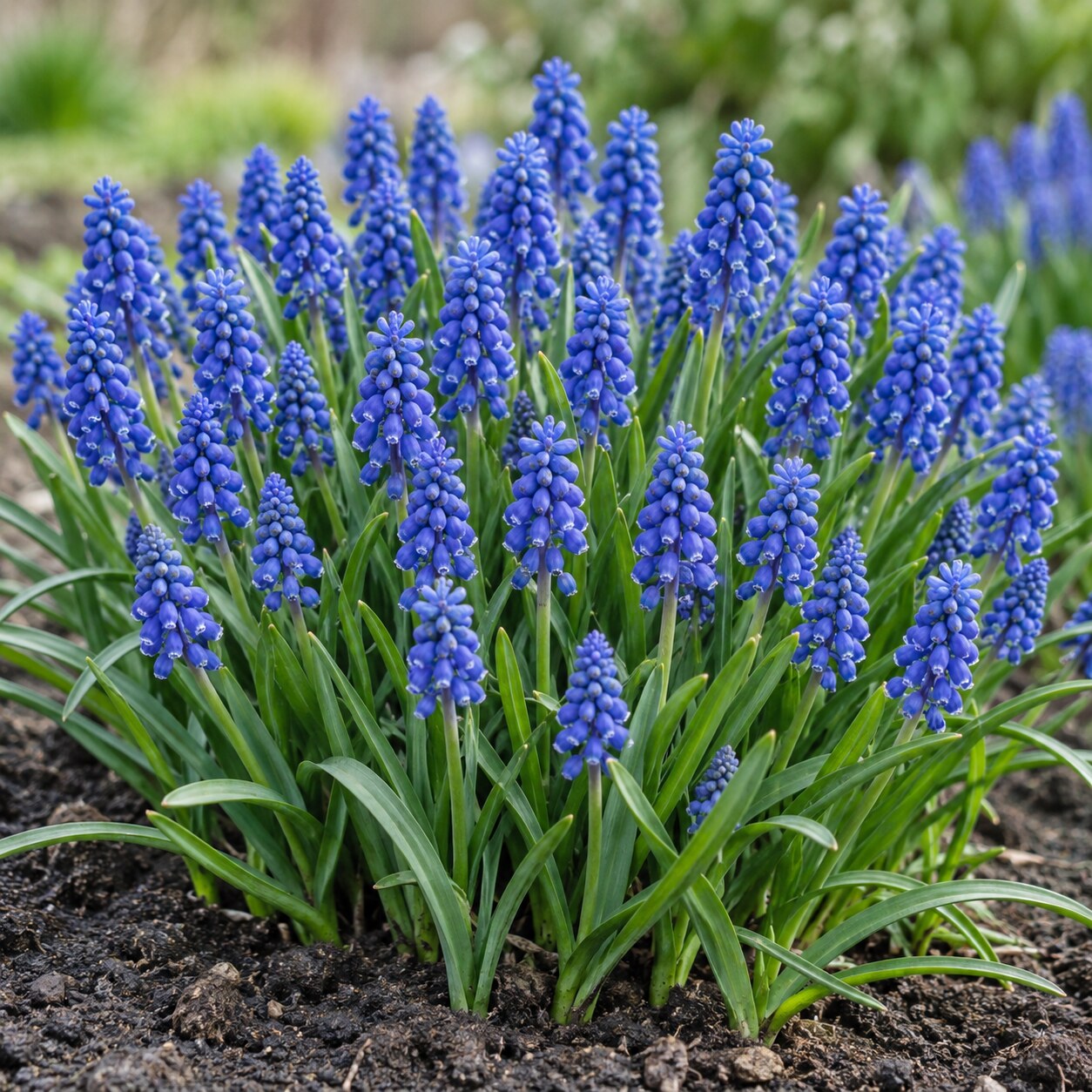 Armeniacum Muscari Bulbs – Premium 7/8 Spring Flowering Bulbs