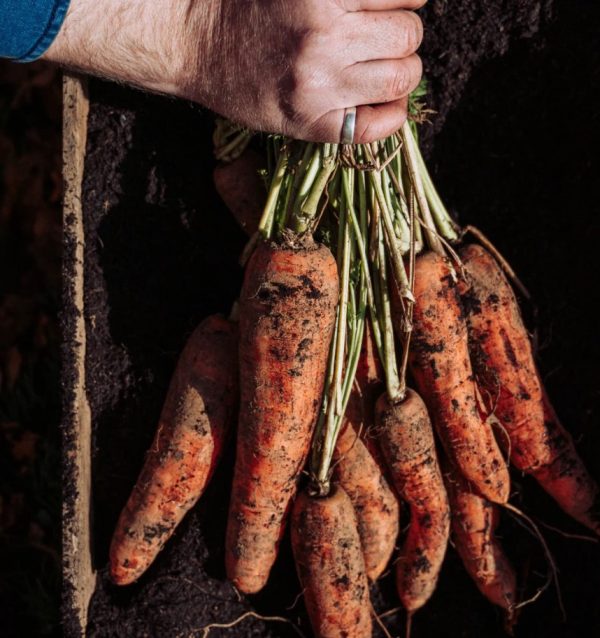 New LEaf Carrots