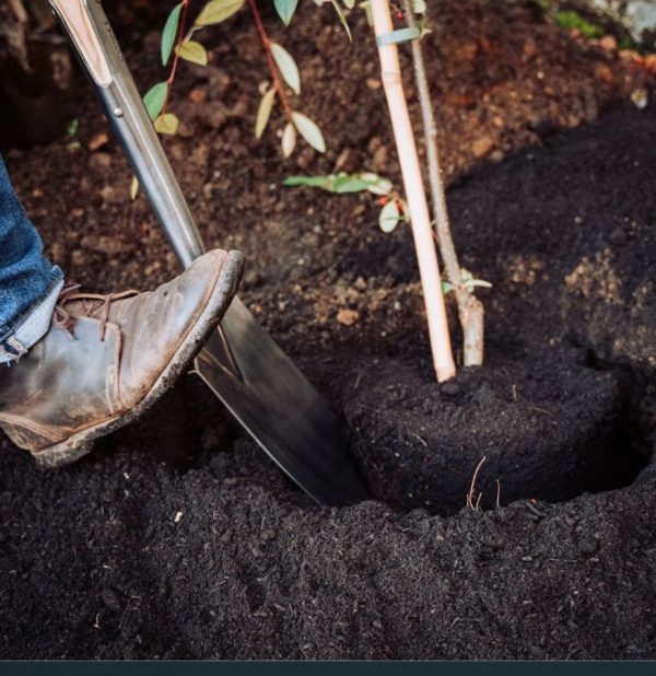 New Leaf Tree Planting