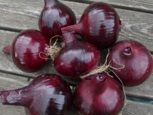 Red Baron Onion Sets - 500g Pack (60-70 Bulbs) Premium Red Onions for Autumn & Spring Planting. EXTRA LARGE SETS 21/24mm