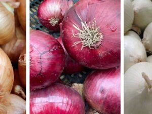 Onion Sets Winter Selection Packs 1000g and 1500g